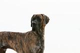 DOGUE ALLEMAND 986